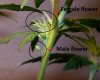 hermaphrodite-cannabis.jpg