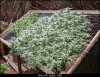 Outdoor Edge Scrog.jpg