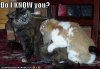 funny-pictures-cat-asks-if-he-knows-the-rabbit-who-is-being-rather-forward.jpg