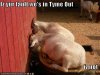 funny-pictures-goats-are-in-time-out.jpg