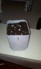 Germinated seed pot.jpg