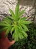 002-healthy-marijuana-clone.JPG