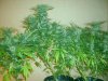 Nirvana Northern Lights 23 Days Flower Jun 2013 2.jpg