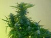 Nirvana Northern Lights 23 Days Flower Jun 2013.jpg