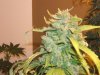DSCF0573.jpg