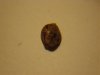 seed 003.jpg