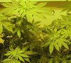 Plant.jpg