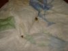 Germinated Seeds.jpg