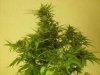 Nirvana Northern Lights Day 42 Flower Jun 2013 1.jpg