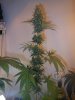 6wf-sativa1.jpg