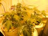 new grow 002.jpg