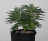 TGA Subcool Seeds Ace Of Spades - State Of The Bush!.jpg