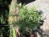 June29Bagseed2_zps316f0fc4.jpg