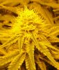 7-1-13 Skunk#1 closeup 1.jpg