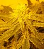 7-1-13 Skunk#1 closeup 2.jpg