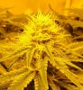 7-1-13 Skunk#1 closeup 3.jpg