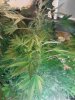 White Urkle. flowering 07-04.jpg