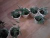 Jack Herer, Snowcap, & White Urkle clones. took 07-06.jpg