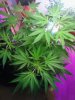 Jack Herer. flowering. few top leaves had light burn slighty. 07-06.jpg