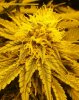 7-6-13 Skunk#1.jpg