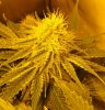 7-7-13 Skunk#1 lower.jpg