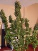 Nirvana Northern Lights Trimming Jul 2013.jpg