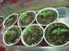 og kush harvest001.jpg
