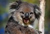 koala-dt-431x300.jpg