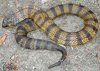 tiger-snake.jpg