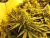 7-12-13 Skunk#1 5.jpg