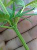 CameraZOOM-20130712195628782.jpg
