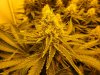 7-13-13 Skunk#1 4.jpg