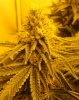 7-13-13 Skunk#1.jpg