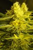 7-13-13 Skunk#1 8.jpg