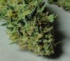 7-15-13 Skunk#1.jpg