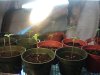 Seedlings stretched.jpg