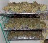 WW trimmed 7-24-13 racked buds.jpg