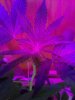 Purple Voodoo. we thought was a male. ;).jpg