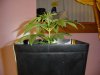 29 days Flowering 014.jpg