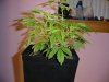 29 days Flowering 015.jpg