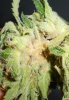 Bud rot 3.jpg