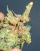 Bud rot 4.jpg