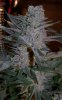 BlueWidow011_zps56d777b7.jpg