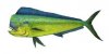 mahi mahi.jpg