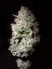 fruity pebbles OG Kush harvest summer 2013 074.jpg