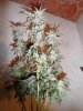 fruity pebbles OG Kush harvest summer 2013 046.jpg