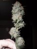 fruity pebbles OG Kush harvest summer 2013 065.jpg