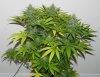 TGA Subcool Seeds Ace Of Spades - Plant Structure & Nice Fade!.jpg
