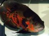 2390740d1351526523-salt-water-fish-tank-images-25.jpeg