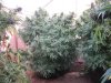 2012 Greenhouse pre-harvest 006.jpg